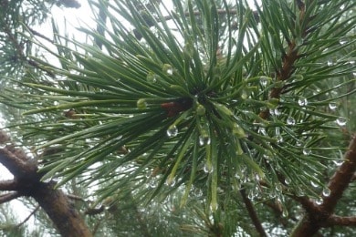 Scots Pine branch